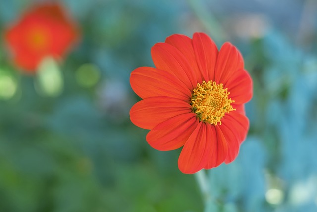 多年来为球 多年来为球