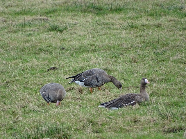 CBA官方：深圳注册外援杰里迈亚-蒂尔蒙取消注册外援布克.